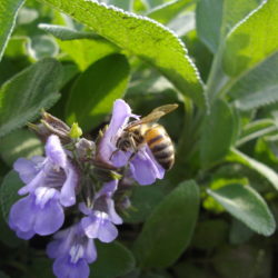 Fleurs de Sauge et abeille