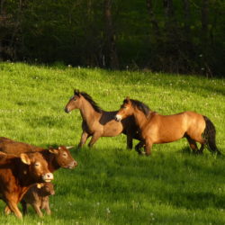 Vaches et chevaux au galop