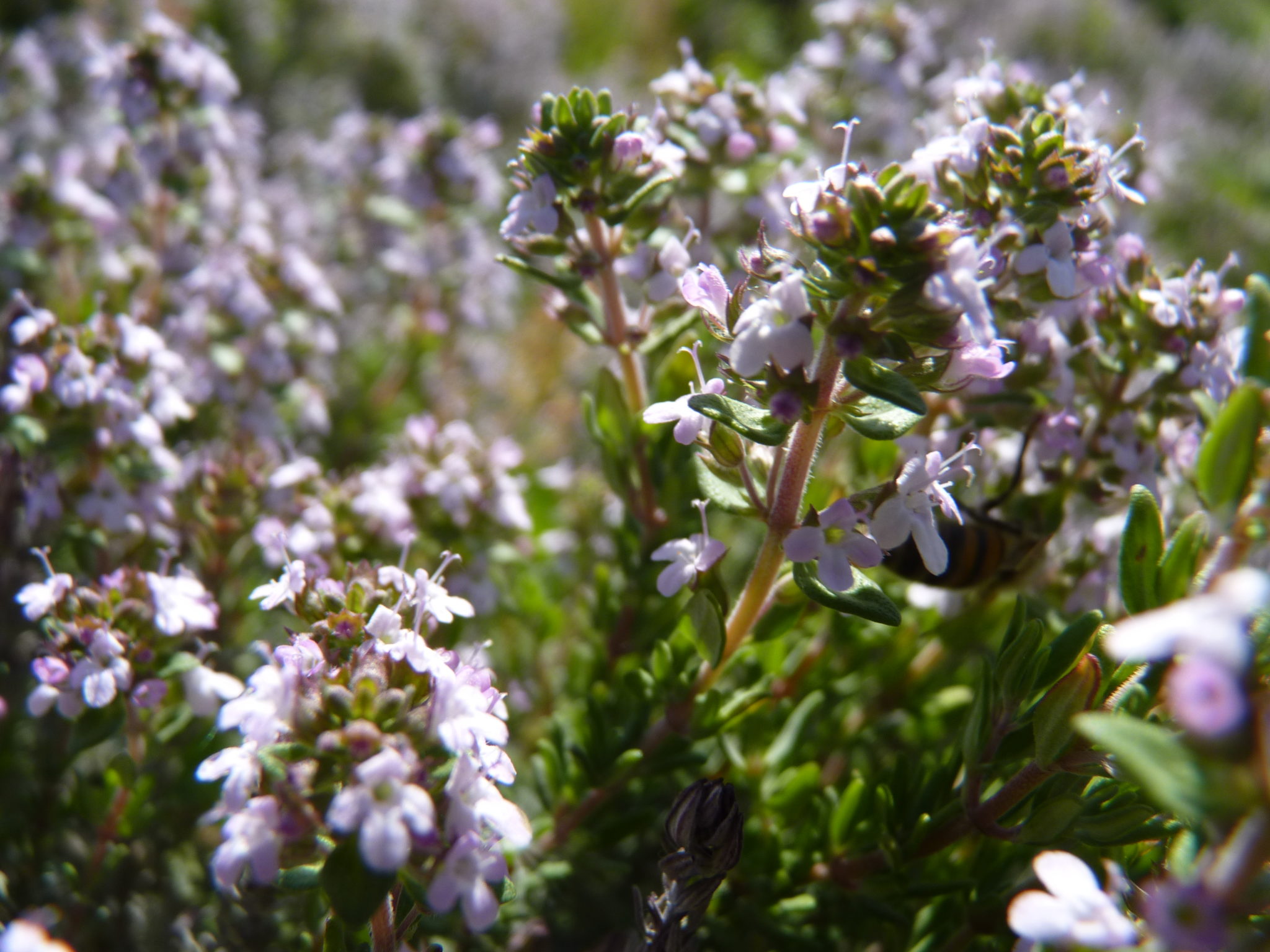 HE Thym à linalol (5 ml) La Ferme des 5 sens